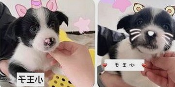 从吃瓜表情到头条主播薪资揭秘，网络娱乐全景透视